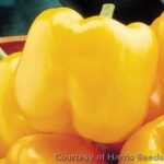 Photo of Early Sunsation Bell Peppers