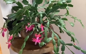 Christmas Cactus with pink blooms