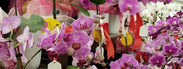 Buy Orchids for Valentine’s Day!