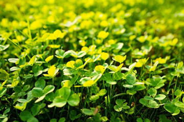 Clover Lawns in Wyoming