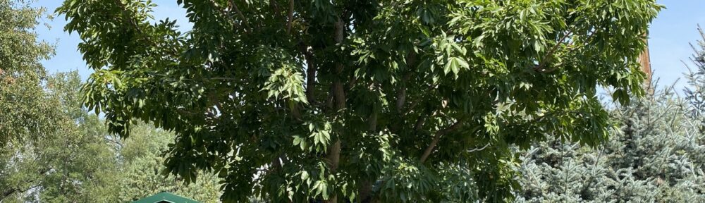 Green Treasures: Spotlight on Bare Root Trees and Shrubs