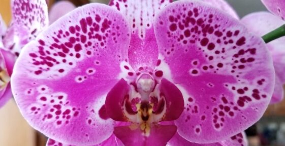 Orchids Will Bloom for Mom Every Year!